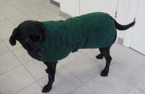 dog coat style 6