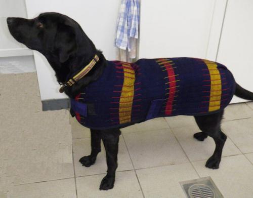 dog coat style 7