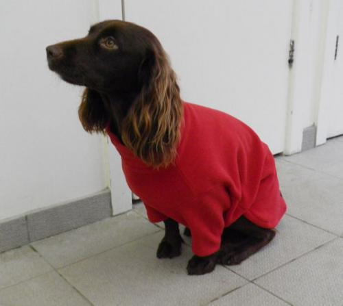 dog jumper style 1