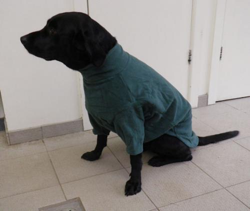 dog jumper style 2