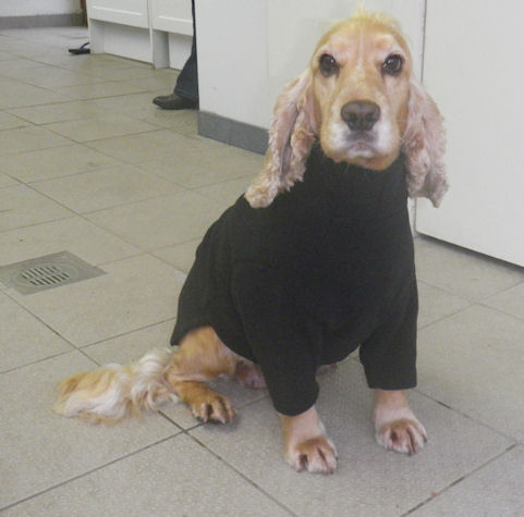 dog jumper style 3